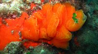 120 Aplidium sinueux (Aplidium nordmanni)